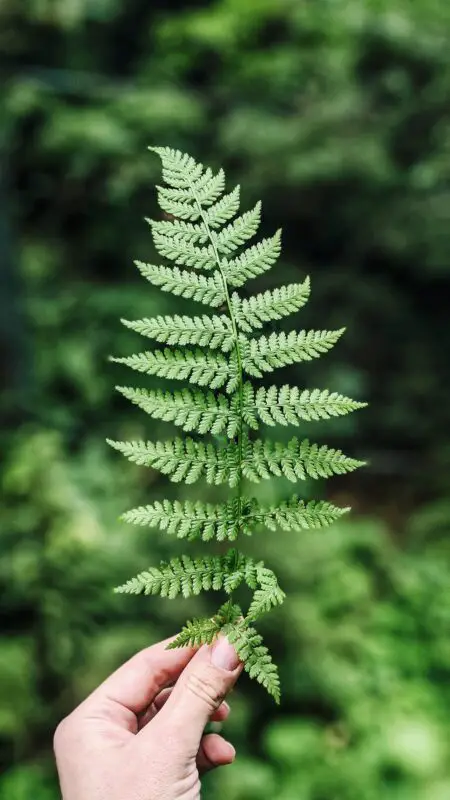 A natural fern displaying a self-similar fractal pattern held in a hand