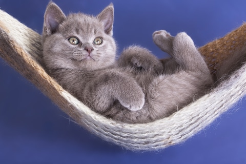 A gray kitten lying in a hammock