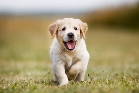 A running golden retriever puppy