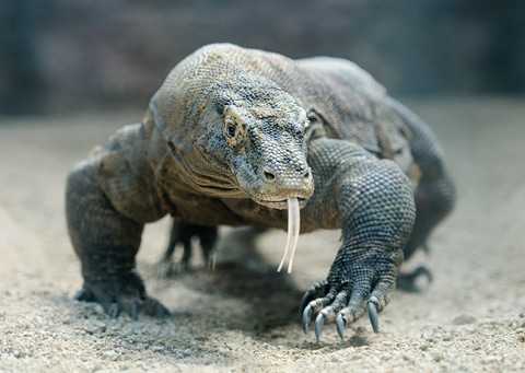 A walking Komodo dragon