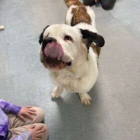 Stella a St Bernard puppy licking peanut butter from her face