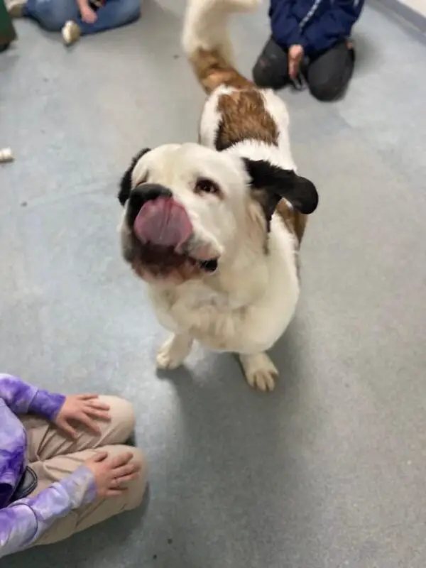 Stella a St Bernard puppy licking peanut butter from her face