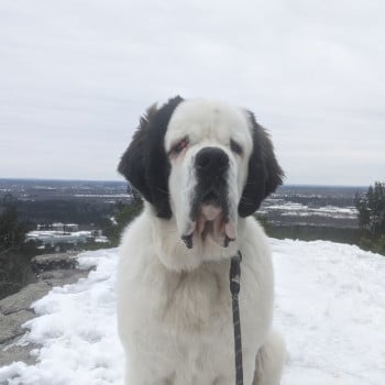 Stella exploring the snow in the Blue Hills near Boston