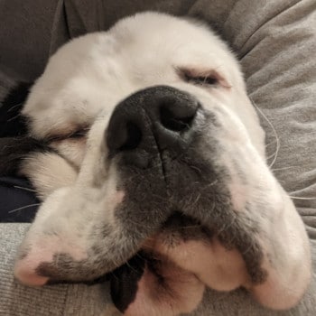 Stella the puppy sleeping after a big dinner