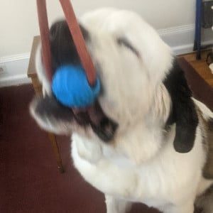 Stella the Puppy playing tug of war