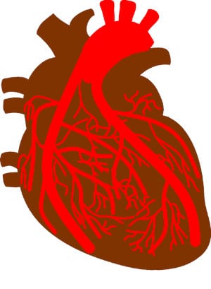 Fractal vessel structure in the heart