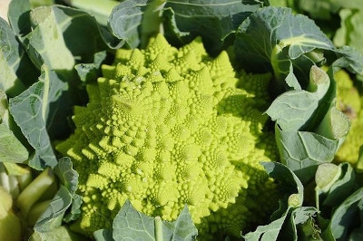 Romanesco broccoli showing a fractal pattern