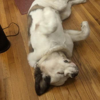 Stella the puppy sleeping on her back near a heater