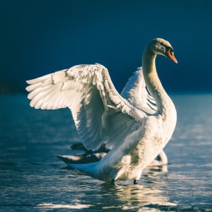 A picture of a swan