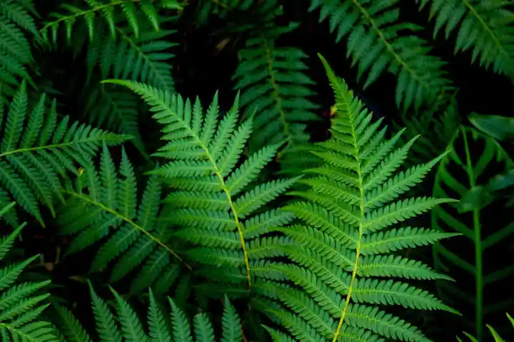 Ferns showing a fractal pattern in nature