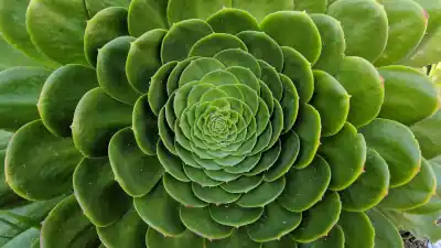 A plant spiral with the classic Fibonacci pattern