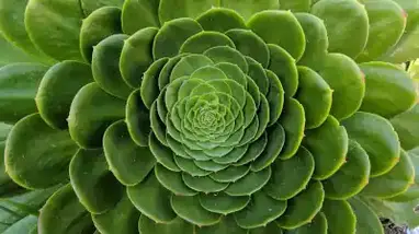 How Do Fractals Appear in Nature? 10 Outstanding Examples