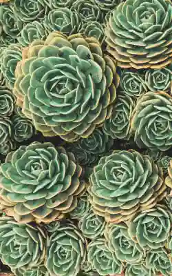 Plants displaying a fractal pattern