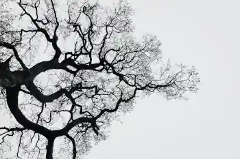 Tree branches forming fractal shapes