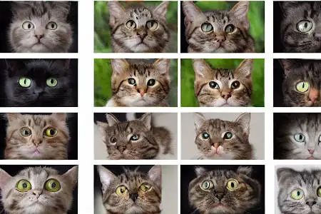 Images of cats being classified by a neural network