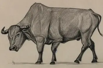What We Learned from the Evolution of Picasso Bull